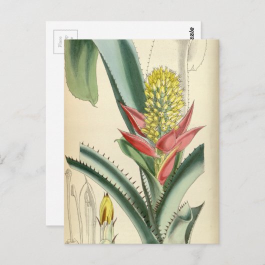 Aechmea mertensii (= mucroniflora) briefkaart (Voorkant / Achterkant)