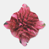 Aecmea-ventilator uit de voorverpakking bedankdoosjes (Uitgevouwen)