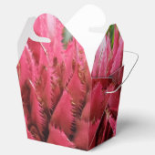 Aecmea-ventilator uit de voorverpakking bedankdoosjes (Geopend)