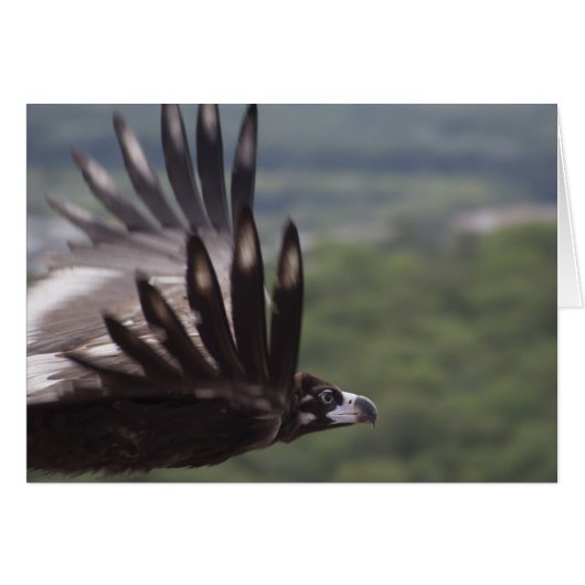 Aegypius monachus (Voorkant Horizontaal)