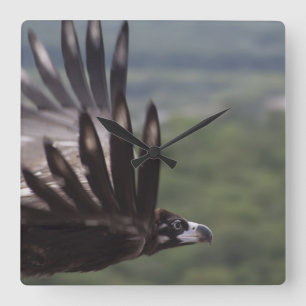 Aegypius monachus vierkante klok