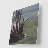 Aegypius monachus vierkante klok (Hoek)