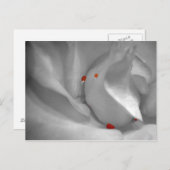 Aeolian Waterverf Briefkaart (Voorkant / Achterkant)