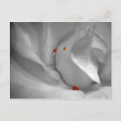 Aeolian Waterverf Briefkaart (Voorkant)