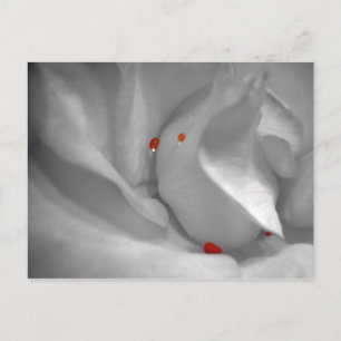 Aeolian Waterverf Briefkaart