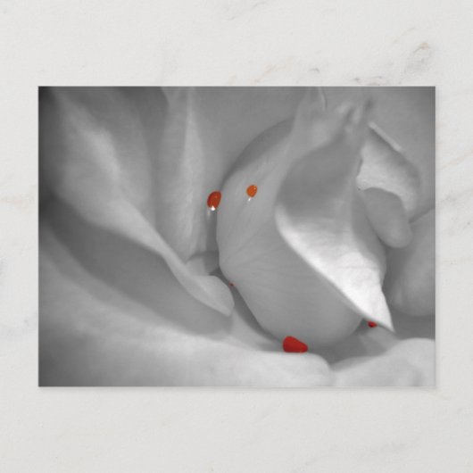 Aeolian Waterverf Briefkaart (Voorkant)