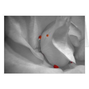 Aeolian Waterverf Card