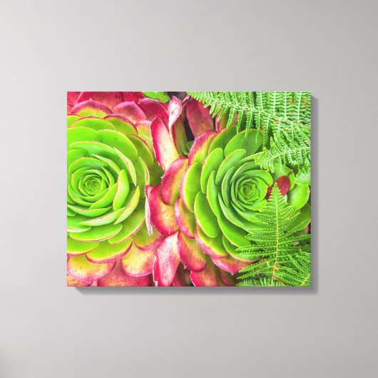 Aeonium Canvas Afdruk (Voorkant)