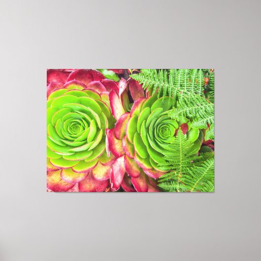 Aeonium Canvas Afdruk (Voorkant)