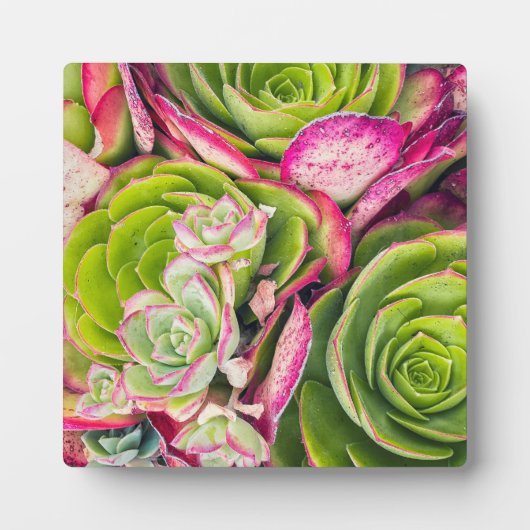 Aeonium Fotoplaat (Voorkant)