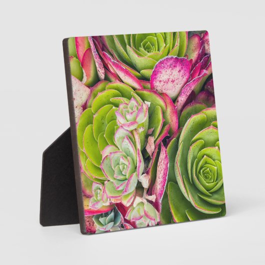 Aeonium Fotoplaat (Voorkant)