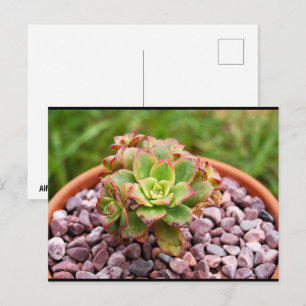 Aeonium Haworthii, Haworth's Succulent Plant Briefkaart