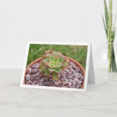 Aeonium Haworthii, Haworth's Succulent Plant Kaart (Voorkant)