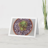 Aeonium Haworthii, Haworth's Succulent Plant Kaart (Voorkant)