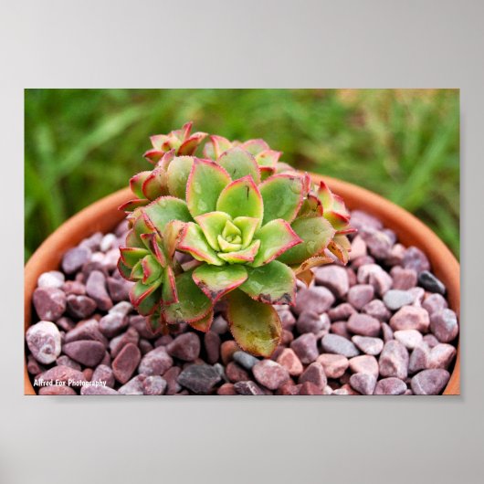 Aeonium Haworthii, Haworth's Succulent Plant Poster (Voorkant)