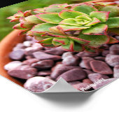 Aeonium Haworthii, Haworth's Succulent Plant Poster (Hoek)