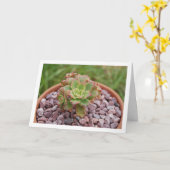Aeonium Haworthii, Haworth's Succulente Plant Kaart (Gele Bloem)