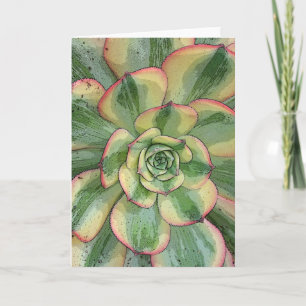 Aeonium 'Sunburst'-kaart Kaart