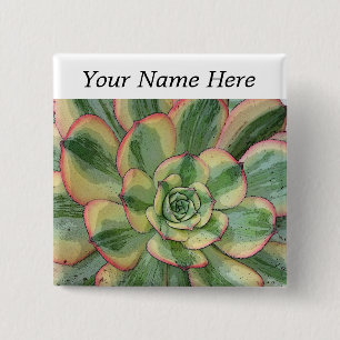Aeonium 'Sunburst' pin-back knoopnaamtag Vierkante Button 5,1 Cm