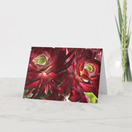 Aeonium-wenskaart Kaart (Voorkant)