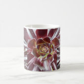 Aeonium Zwartkop succulente mok (Center)