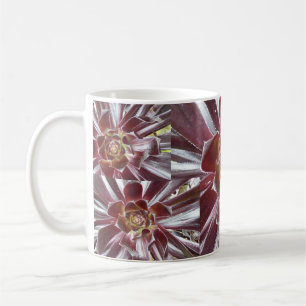 Aeonium Zwartkop succulente mok