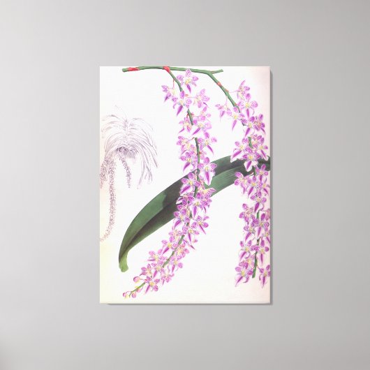 Aerides Lobbii  Lila Lindenia Orchid Canvas Afdruk (Voorkant)