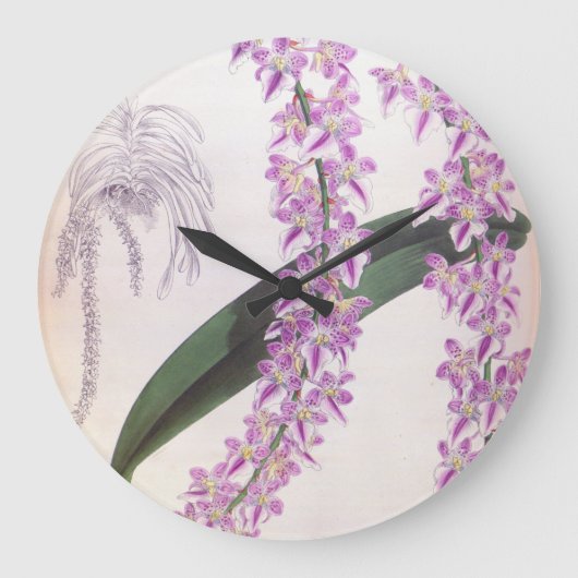 Aerides Lobbii Lila Lindenia Orchid Grote Klok (Voorkant)