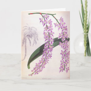Aerides Lobbii Lila Lindenia Orchid Kaart