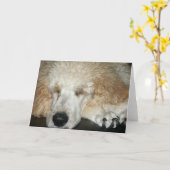 Aero-2 Kaart (Gele Bloem)