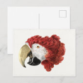Aert Schouman schilderij, hoofd van een Macaw Briefkaart (Voorkant / Achterkant)
