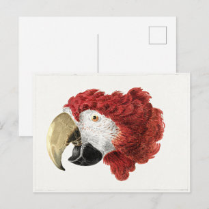Aert Schouman schilderij, hoofd van een Macaw Briefkaart