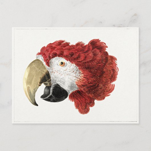 Aert Schouman schilderij, hoofd van een Macaw Briefkaart (Voorkant)
