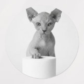 Aesthetic Curious Cats Exploring Toilet Paper Labels (Design 2)