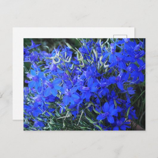 Aesthetisch blauw Lobelia bloomend tapestuin Briefkaart (Voorkant / Achterkant)
