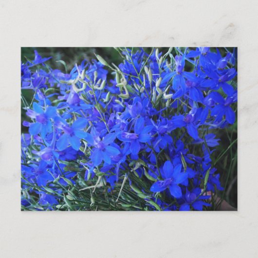 Aesthetisch blauw Lobelia bloomend tapestuin Briefkaart (Voorkant)
