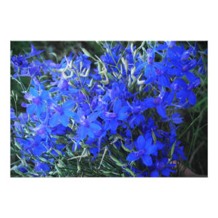 Aesthetisch blauw Lobelia bloomend tapestuin Foto Afdruk