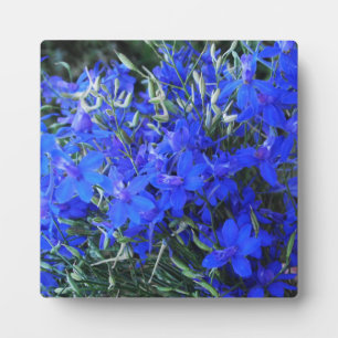Aesthetisch blauw Lobelia bloomend tapestuin Fotoplaat