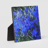 Aesthetisch blauw Lobelia bloomend tapestuin Fotoplaat (Voorkant)
