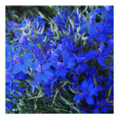 Aesthetisch blauw Lobelia bloomend tapestuin Perfect Poster (Voorkant)