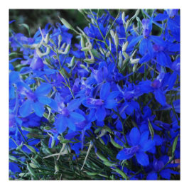 Aesthetisch blauw Lobelia bloomend tapestuin Perfect Poster