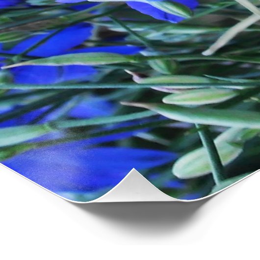Aesthetisch blauw Lobelia bloomend tapestuin Perfect Poster (Hoek)