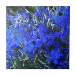 Aesthetisch blauw Lobelia bloomend tapestuin Tegeltje