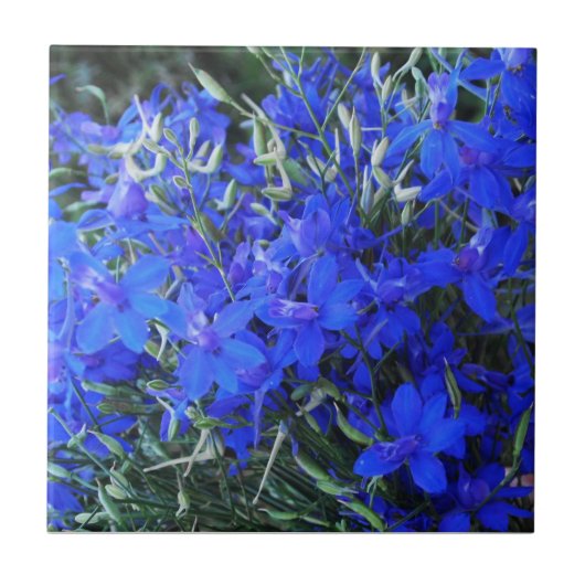 Aesthetisch blauw Lobelia bloomend tapestuin Tegeltje (Voorkant)