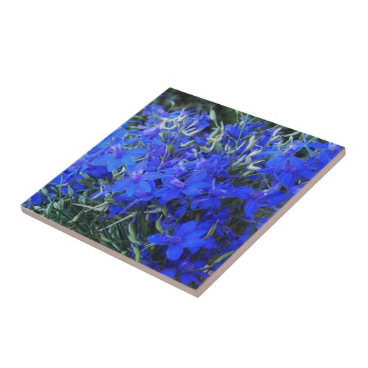 Aesthetisch blauw Lobelia bloomend tapestuin Tegeltje (Zijkant)