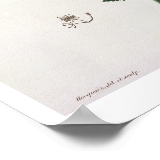 Aethusa Cynapium from 'Phytografie Medicale' by J Poster (Hoek)