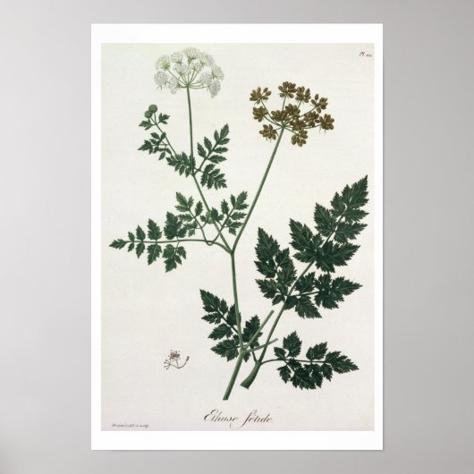 Aethusa Cynapium from 'Phytografie Medicale' by J Poster (Voorkant)