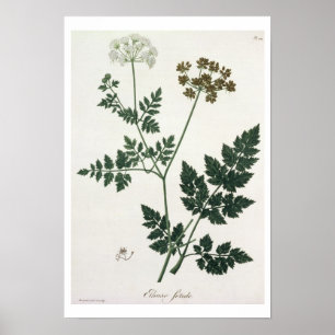 Aethusa Cynapium uit 'Phytographie Medicale' door  Poster