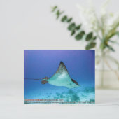 Aetobatus narinari (Spotted Eagle Ray) Briefkaart (Staand voorkant)