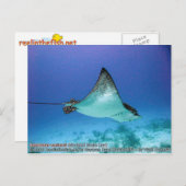 Aetobatus narinari (Spotted Eagle Ray) Briefkaart (Voorkant / Achterkant)